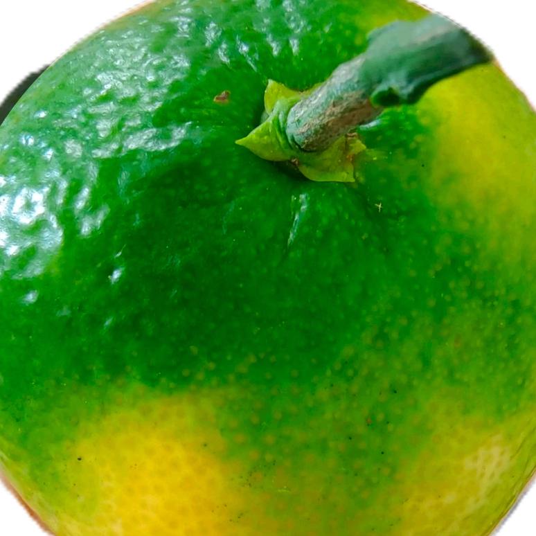 橙子🍊（拒绝私聊）