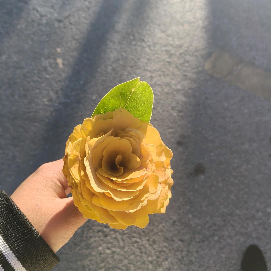 🍬傻瓜遇上骗子🍬