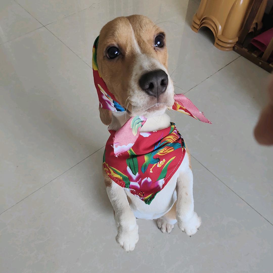 李秘书，比格犬业