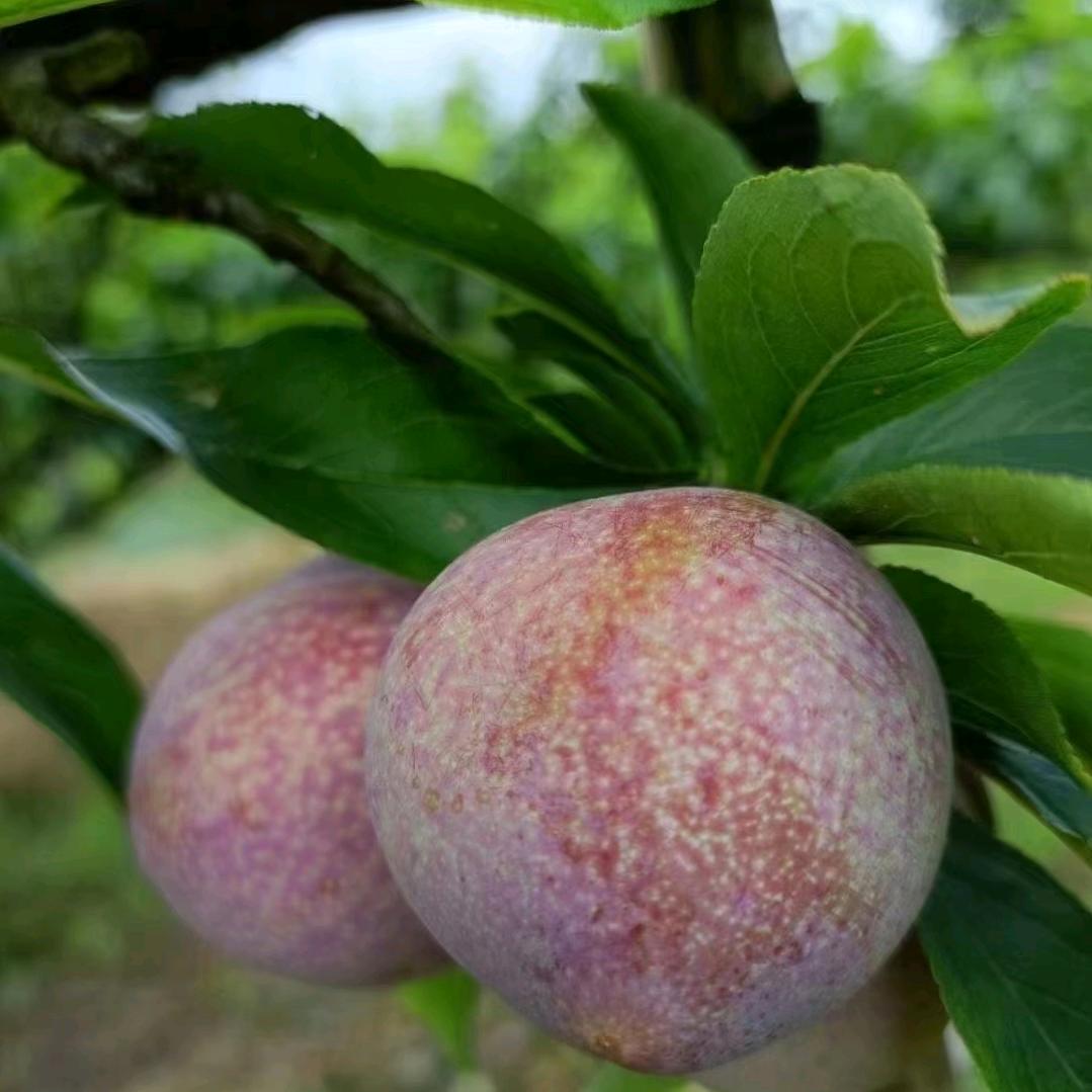 健康，平安，幸福