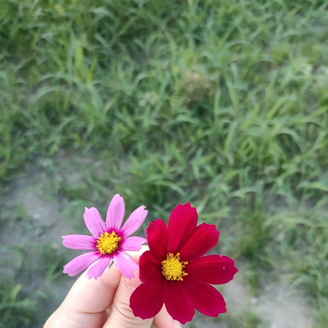 蓍琂ヽ袽佌（小助理）