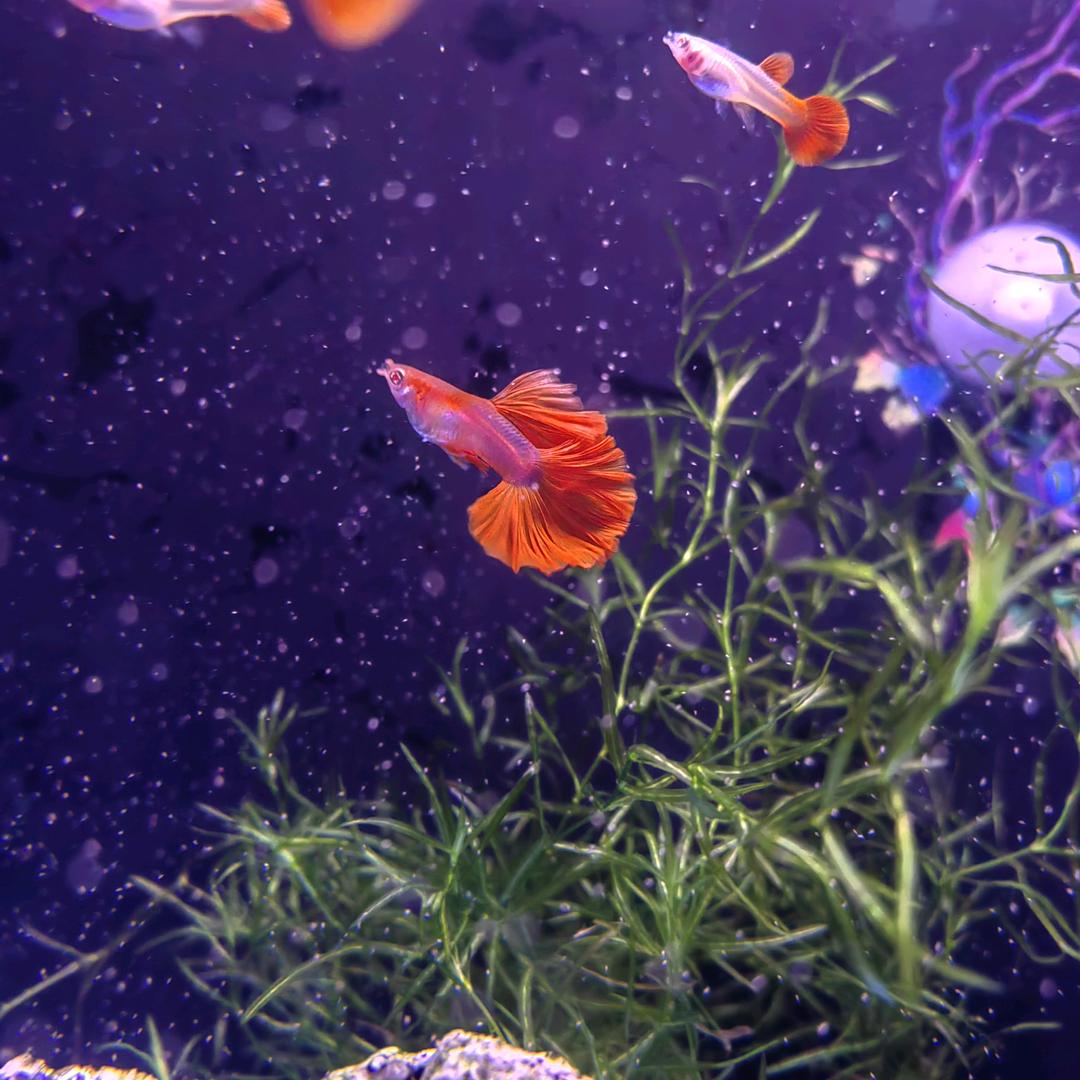 梦琪呦*^-^*