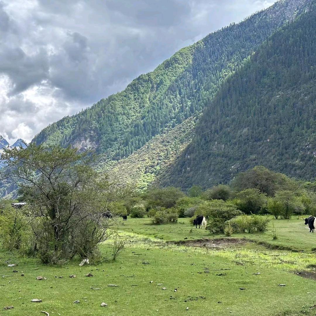 那曲虫草食品自营店