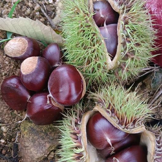 高山老树板栗🌰