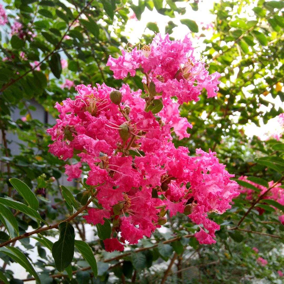 桦桦