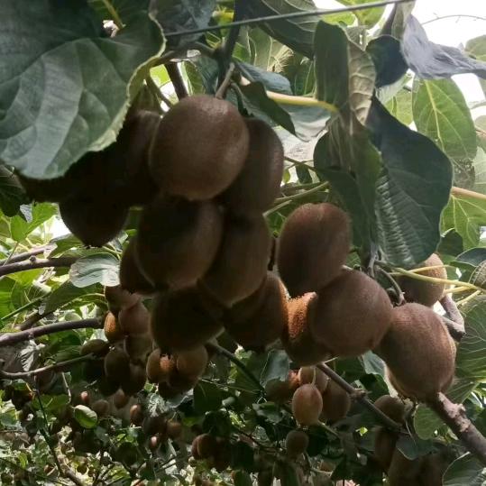 眉县来朝农夫有机果园