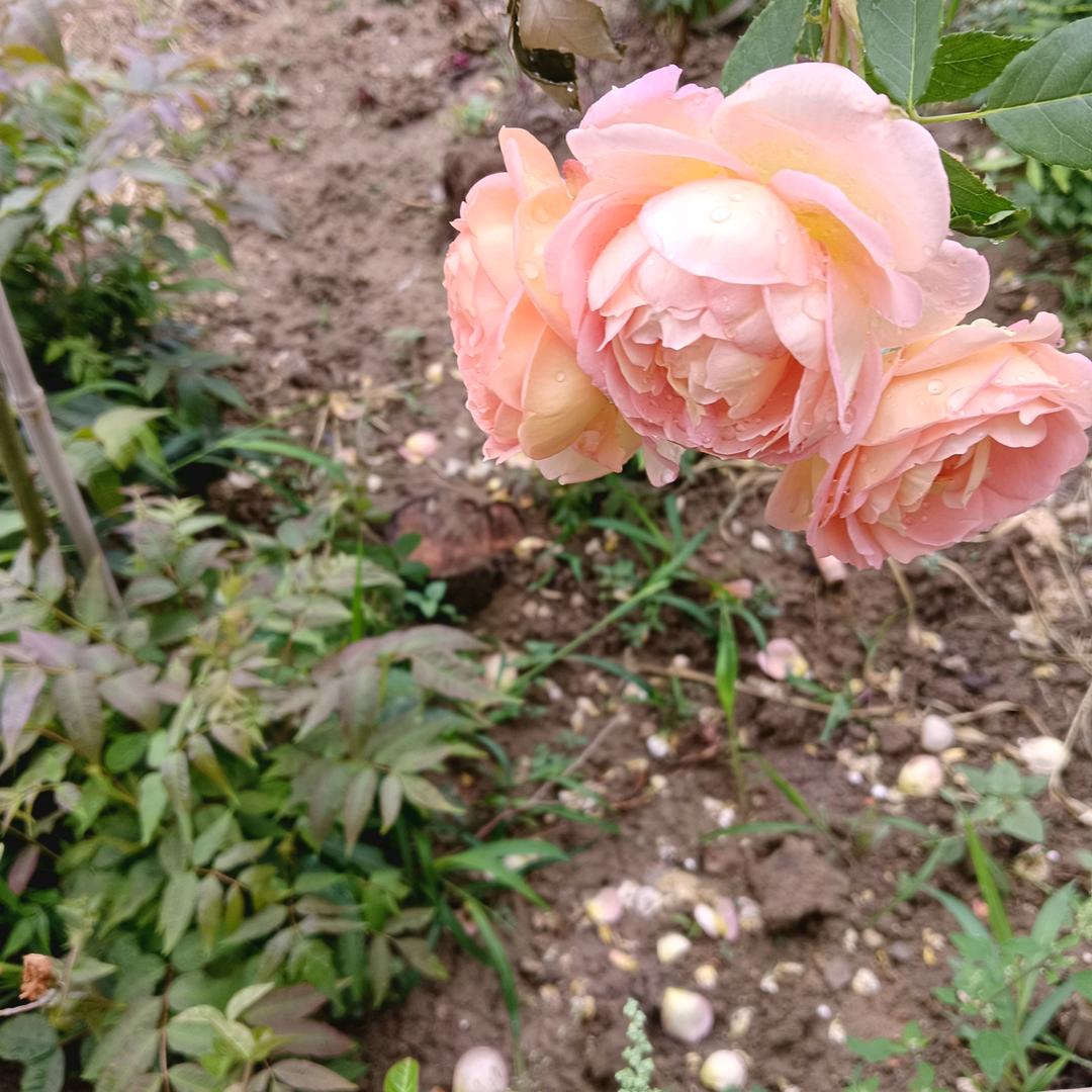 🌹🌹🌹🌹🌸🌸🌸🌸