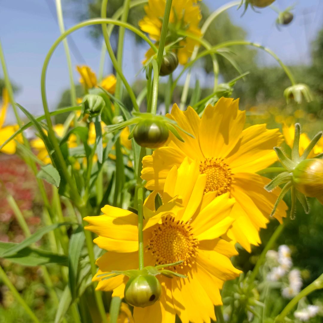 福芹创意生活服务工厂店