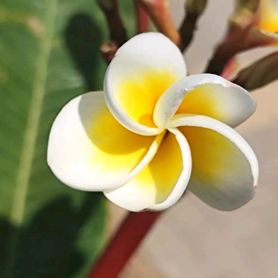 蓝莓