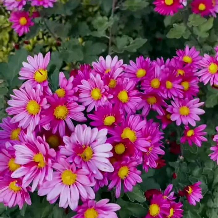 芳溪姐姐