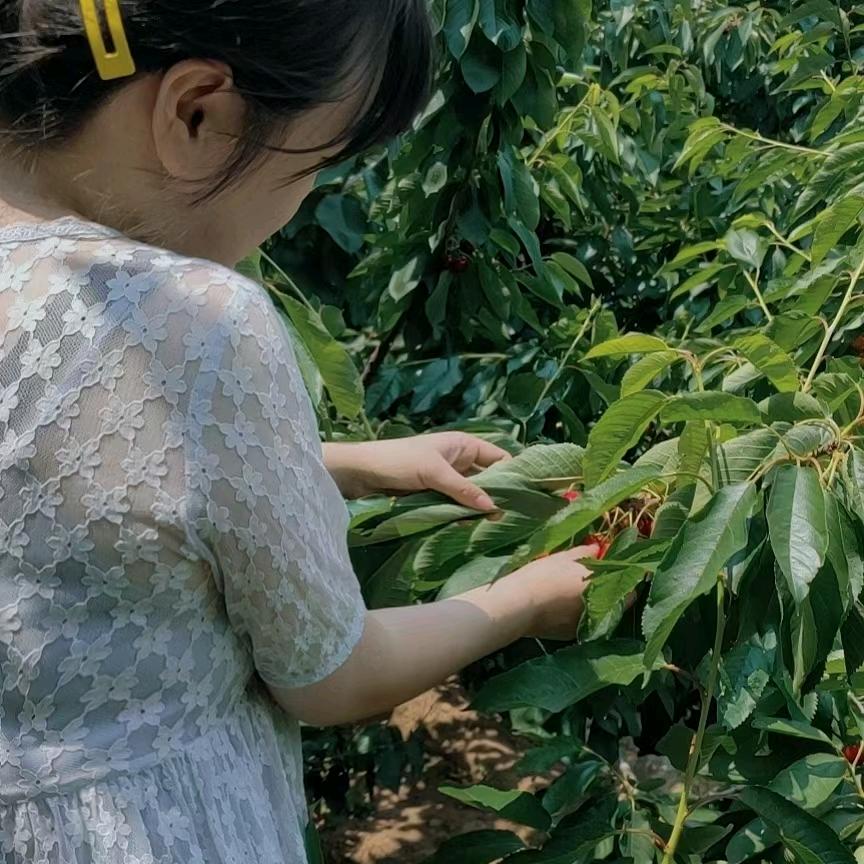 山东樱桃（等待你的骚扰）