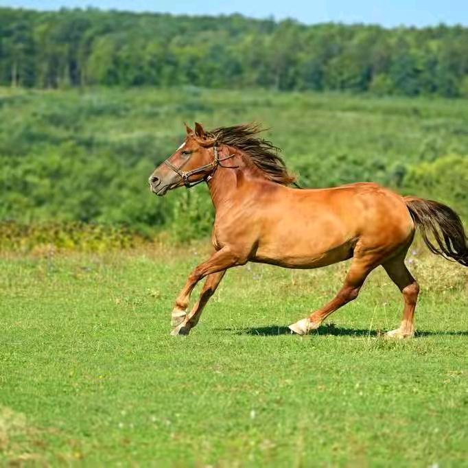 💞ℋღ᭄快马贾鞭。💞࿐