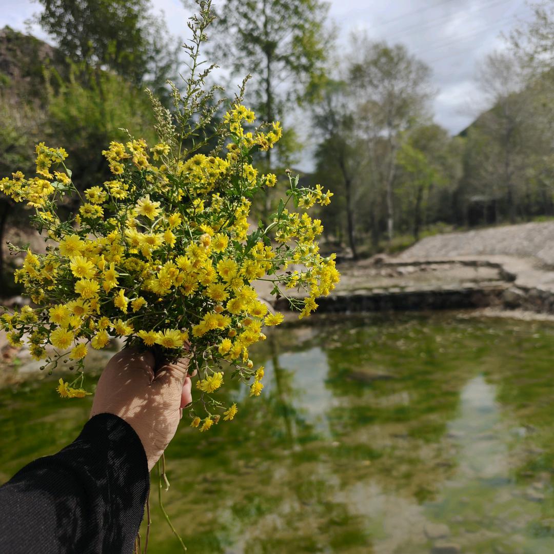 开捷途ོ的小花🌸