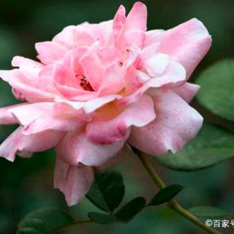 @语过添情