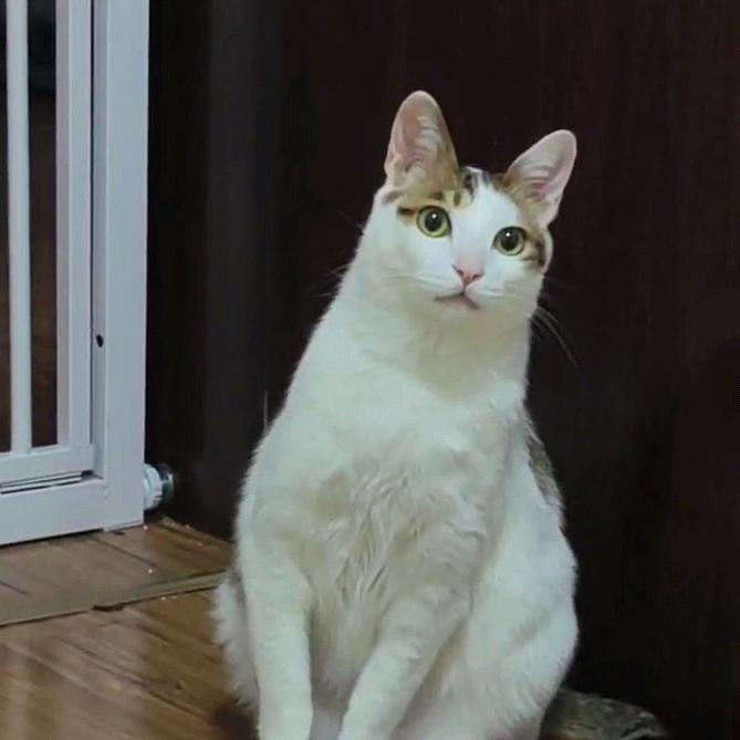 卡布奇诺和朵莉亚