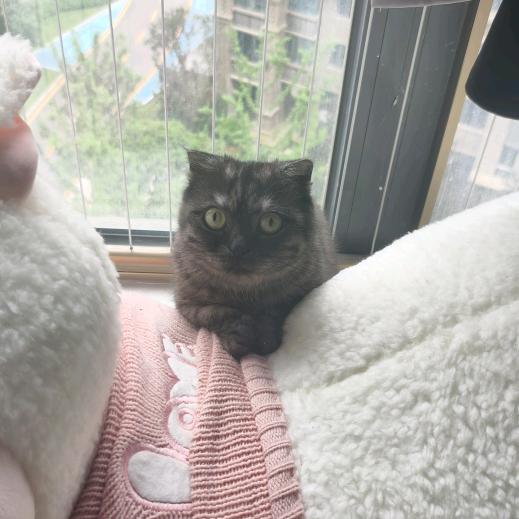 爱意随风四处飘