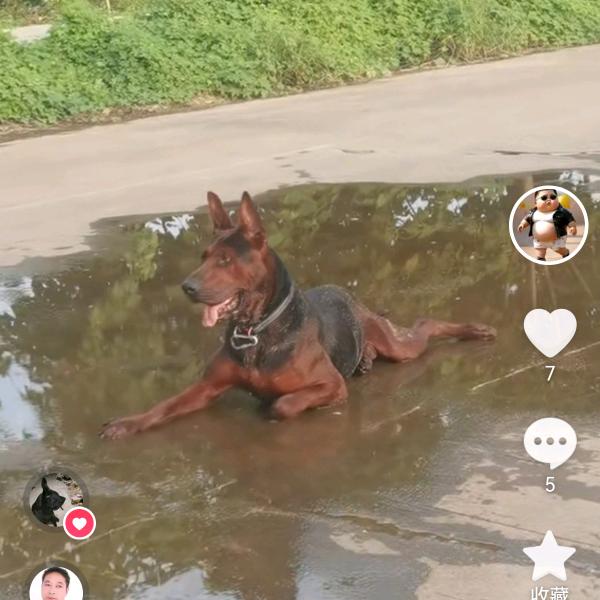 亳州莱州红犬，（老张）