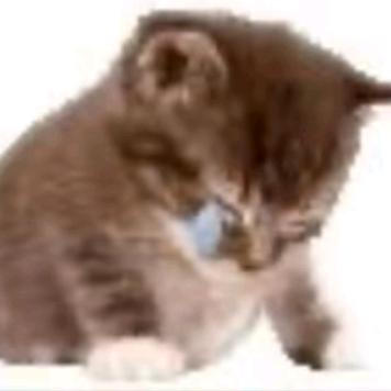 小狗的爱比海深