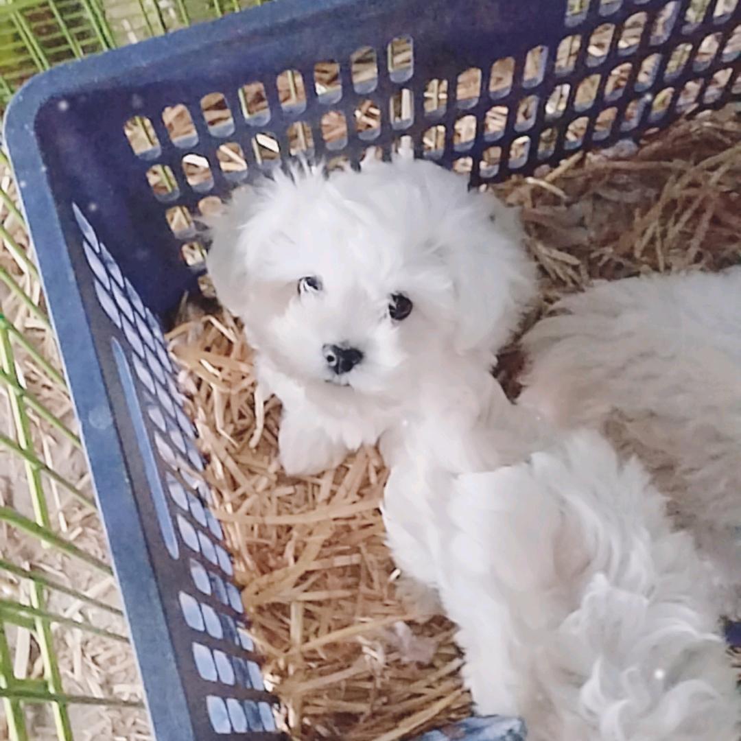 灵璧县杨玲，宠物狗养殖。比熊博美