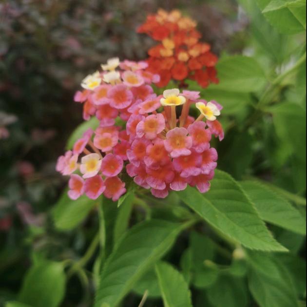 一路繁花