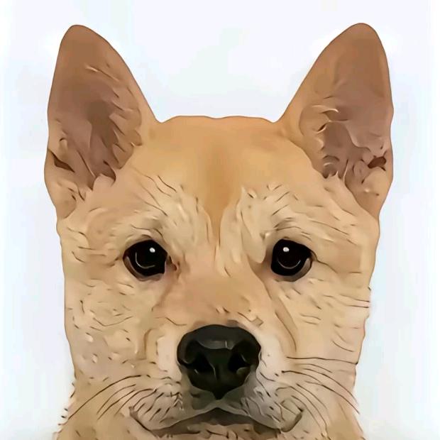 大狗嚼俱乐部布鲁斯1号