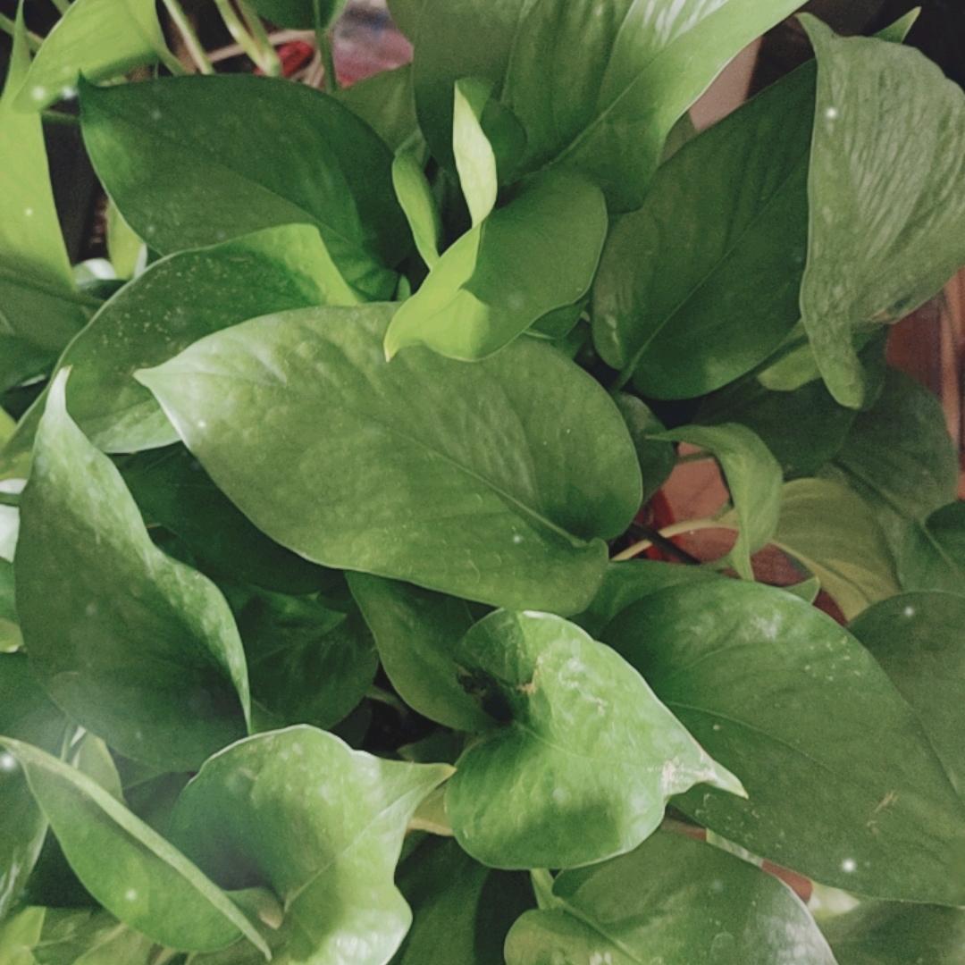 ꧁༺๑两向依๑༻꧂