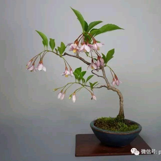 黔中茉莉谷