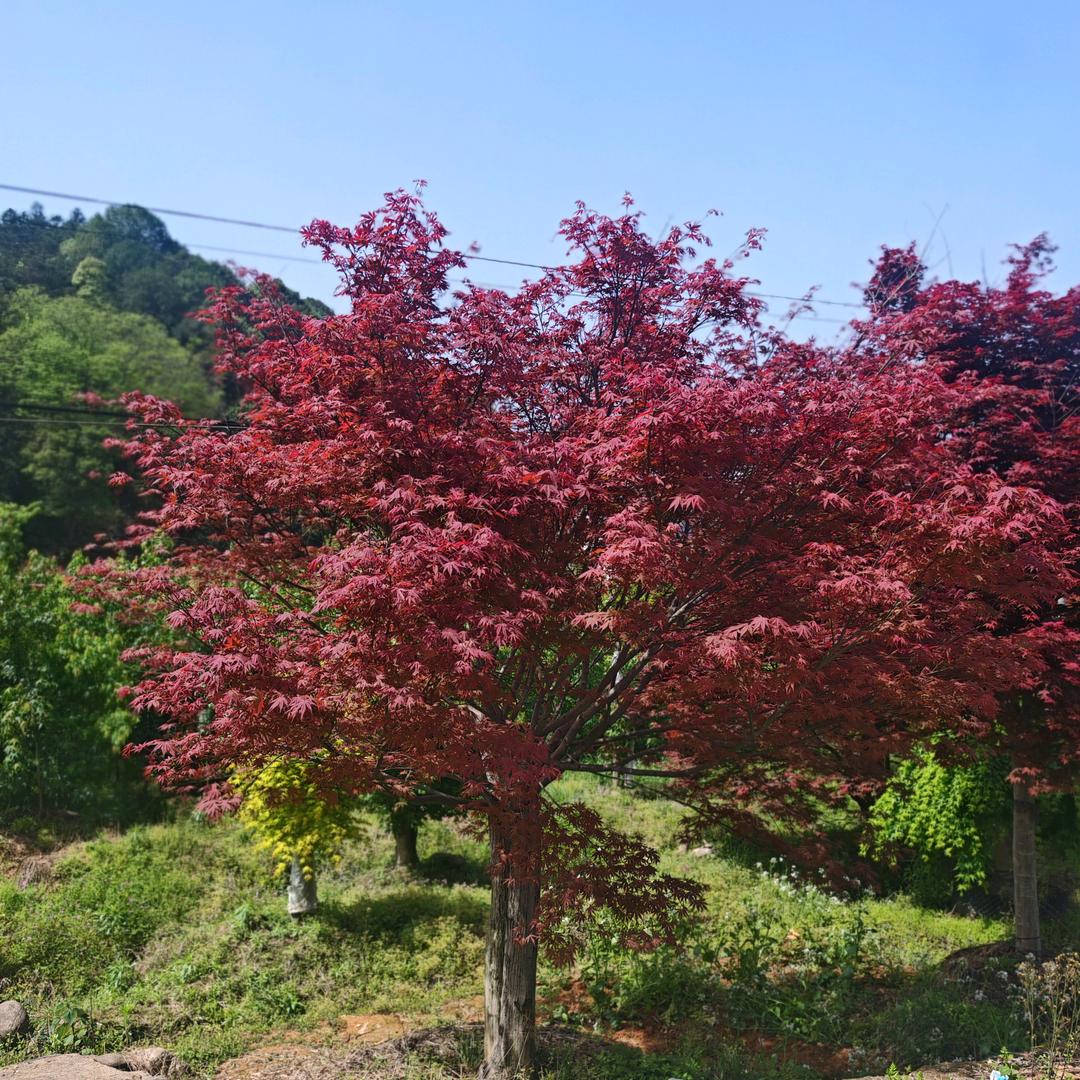瑶山老茶