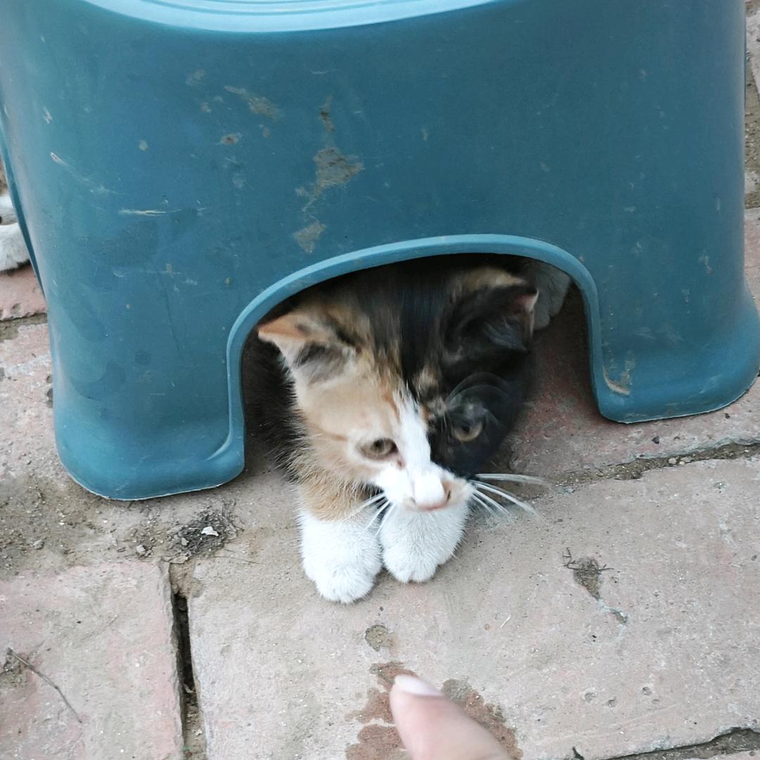 小猫先领养