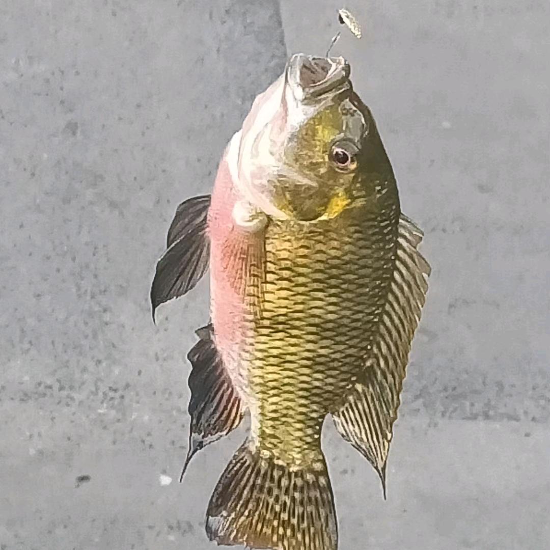 甩🎣