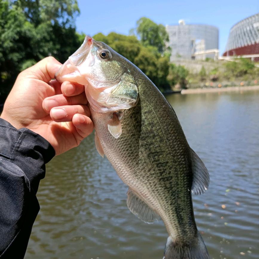 愛打龜的路亞選手𓆟