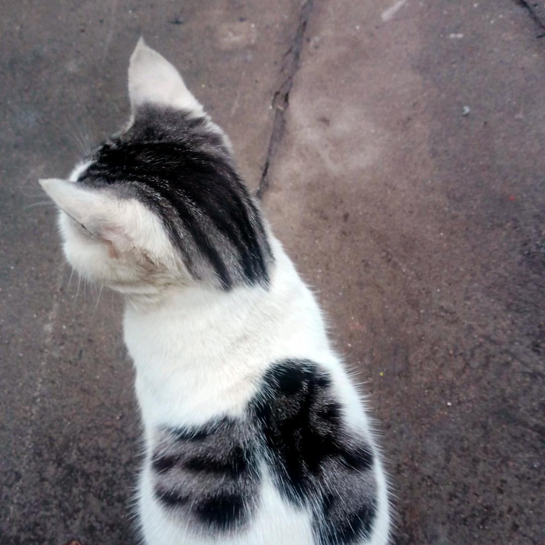 猫咪哥