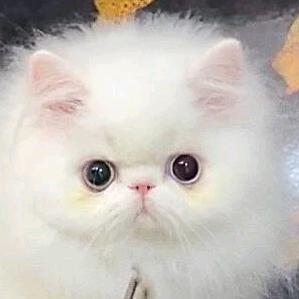 梦幻飞