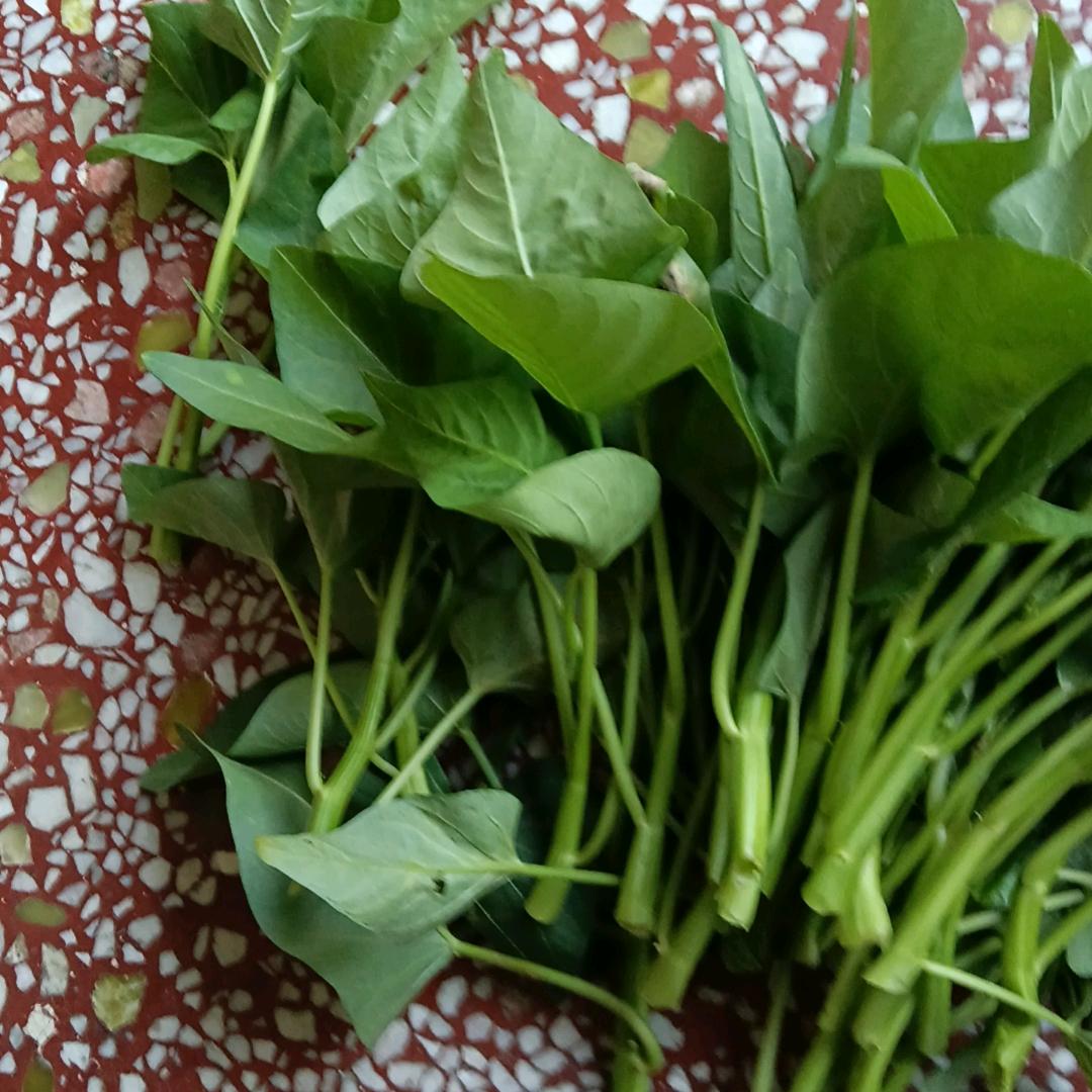 生产队的牛