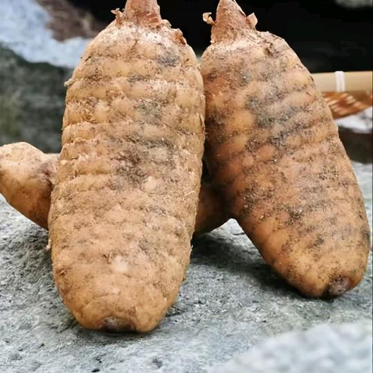 筐栽天麻种植小周