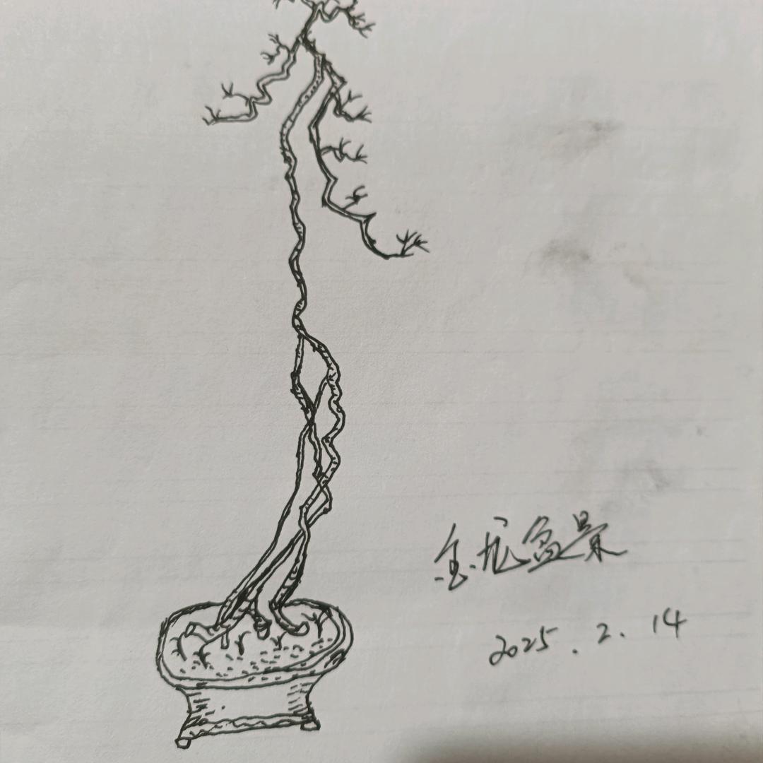 衡阳金龙盆景园(老鸦柿)