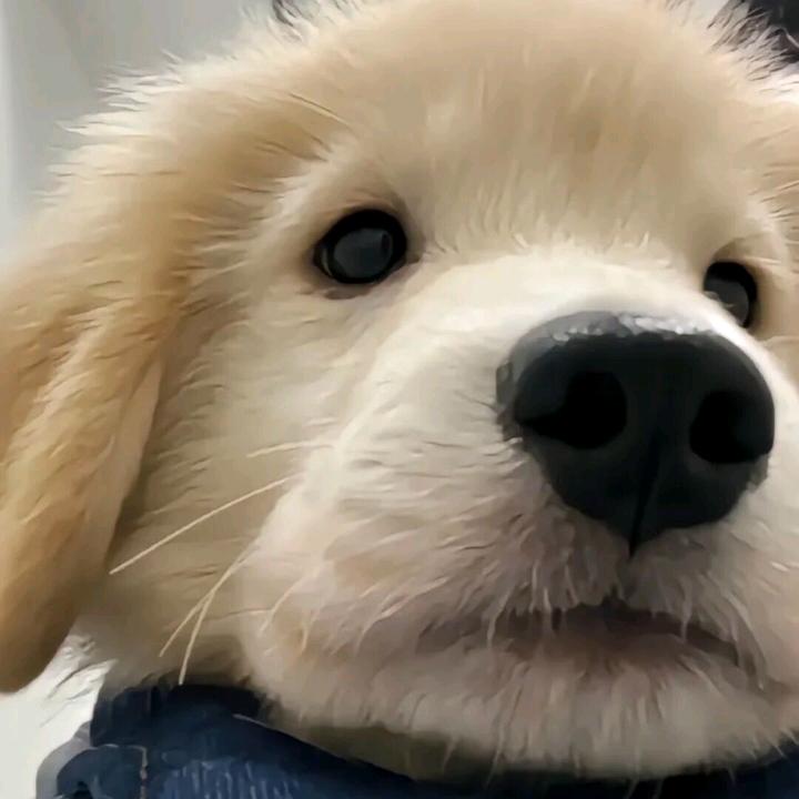 知淮