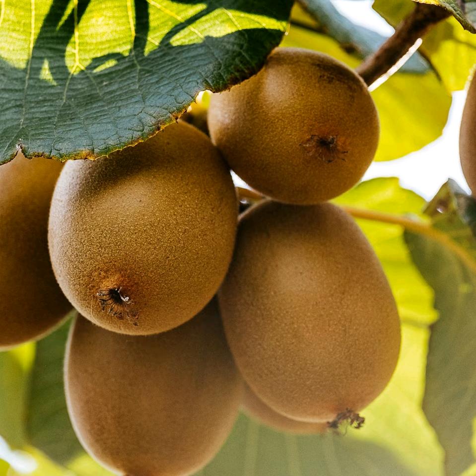 晟宏果树苗木专营店