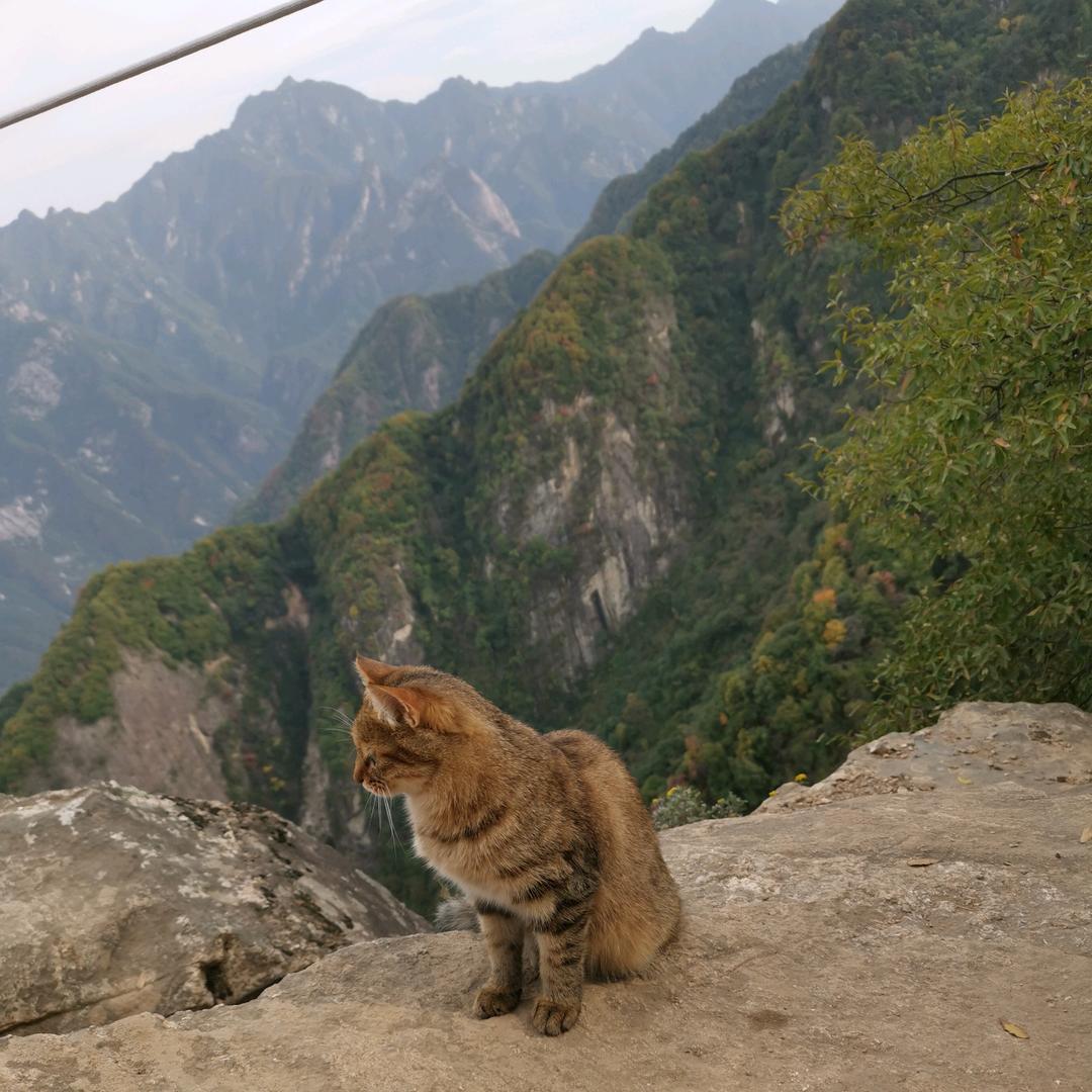 肿脸猫