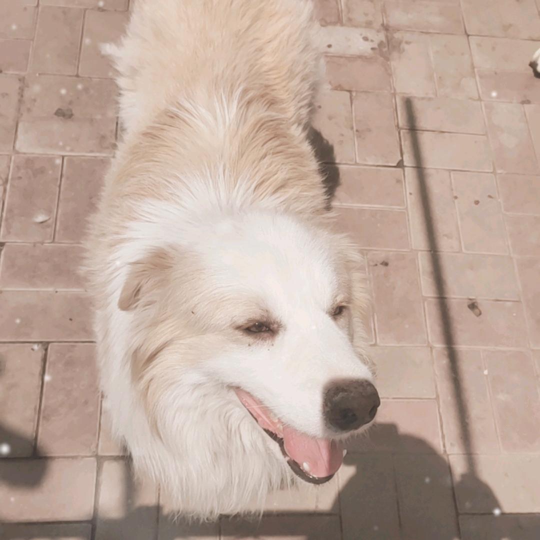 老李边牧