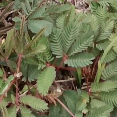 给👴🏻整笑了