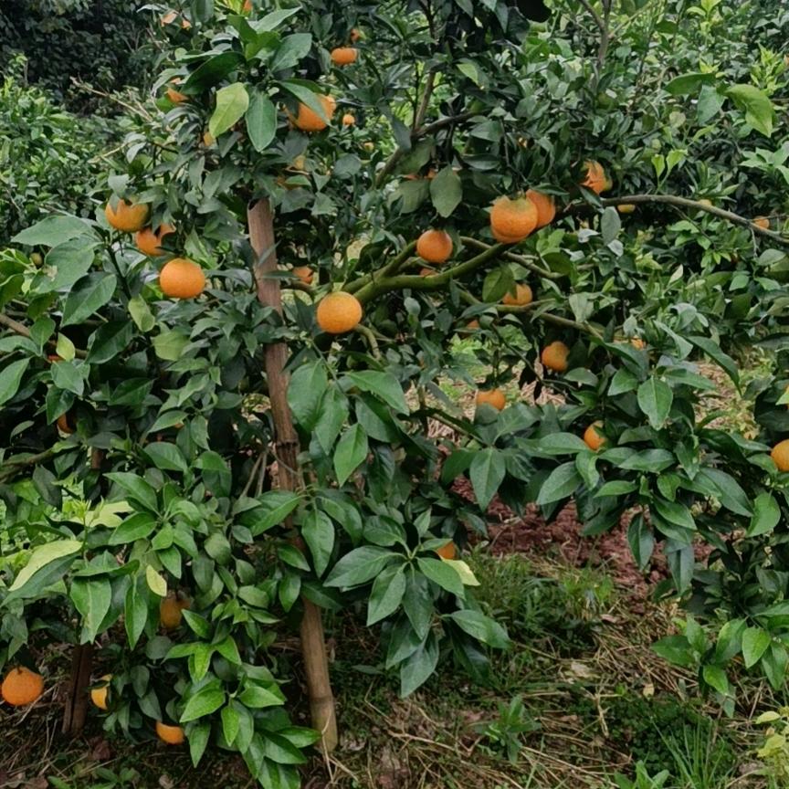 农二哥橙心🍊意守护您
