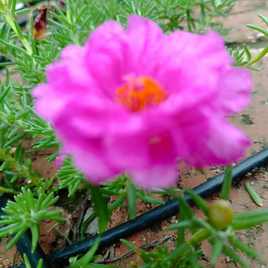 太阳花