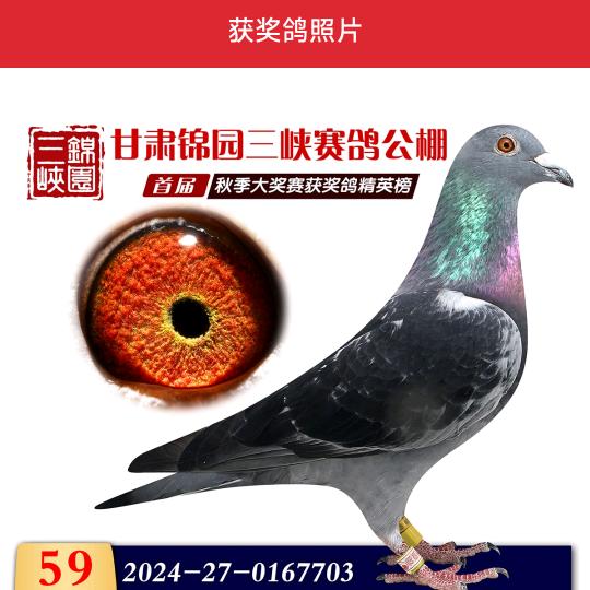 鑫翎鸽苑
