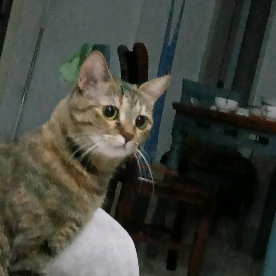 手机用户62298270362