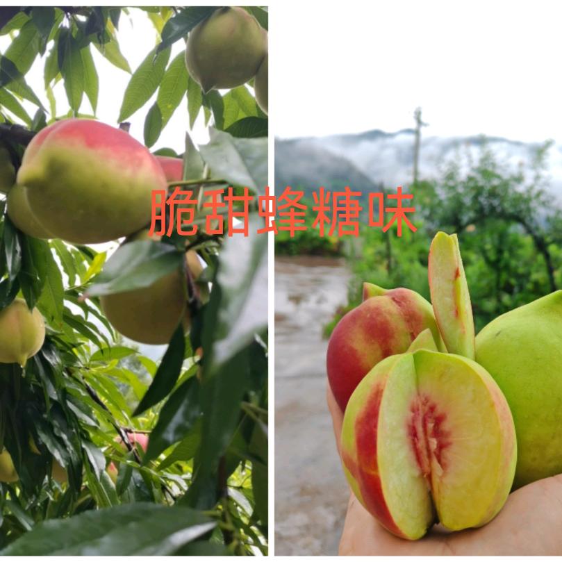 叙永白腊鹰嘴桃