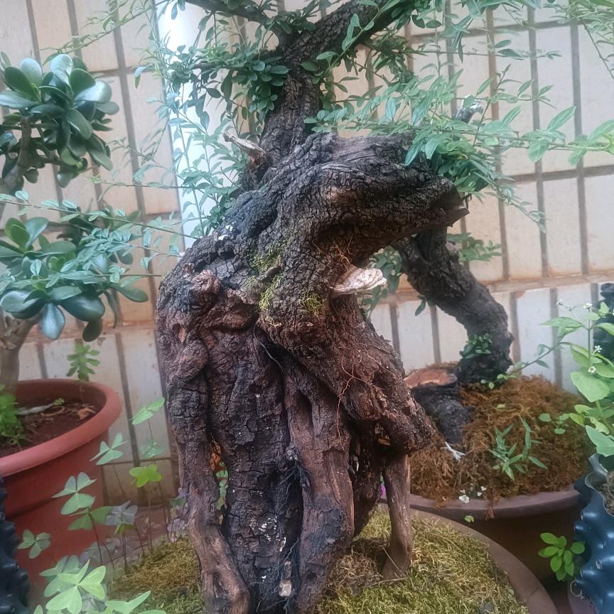 清香木，荀子绿植