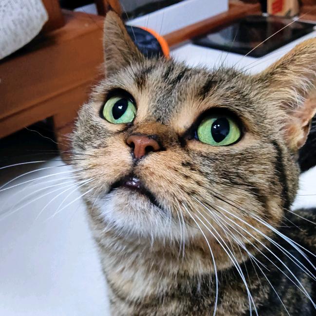 哈喇子小猫