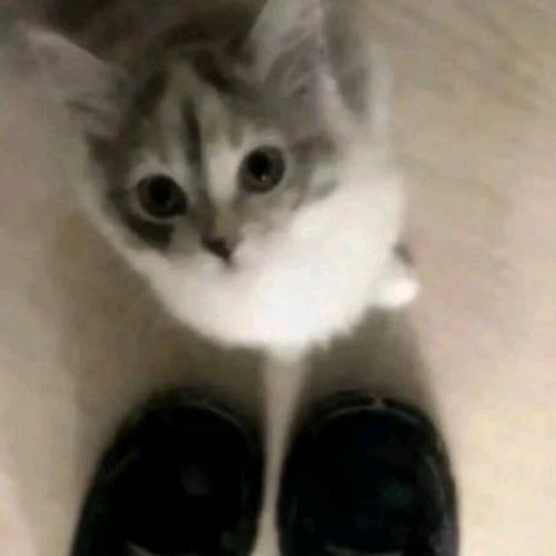 喜欢小狗