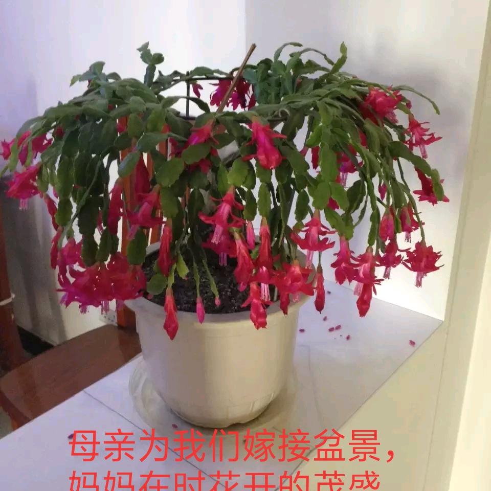 向往南方